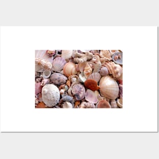 Seashells Posters and Art